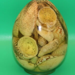 Shell Egg